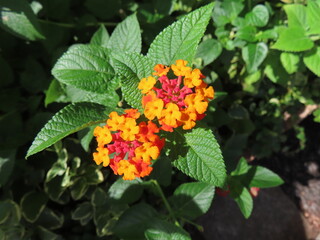 オレンジの野生の花