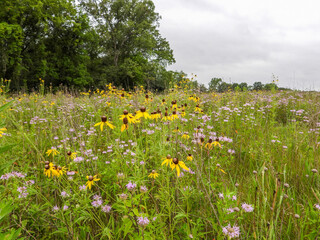 Ratibida pinnata | Yellow Coneflower | Native North American Prairie Wildflower
