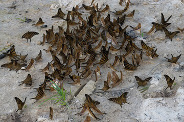 Flock of butterflies on muddy ground, Alta Floresta, Amazon, Brazil