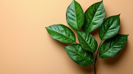 A close-up of vibrant green leaves against a soft peach background.