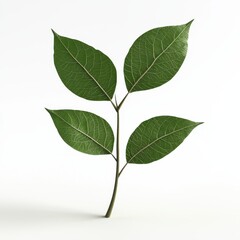 Obraz premium Green Leafy Branch with Fresh Vital Leaves Isolated on Clean Background for Nature and Botany Concepts in Minimalist Style