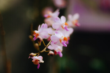 close up of pink flowers