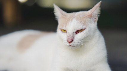 Side view of a white and cream-colored cat with intense yellow eyes and a visible eyes injury, lying outdoors on a soft blurred background.