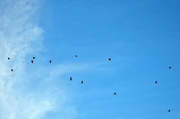 Flock of black birds flying in the blue sky. Environment ,autumn sky,migration, landscape with birds. Free copy space.