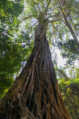 Big tree in rain forest. Luang Prabang, Laos.