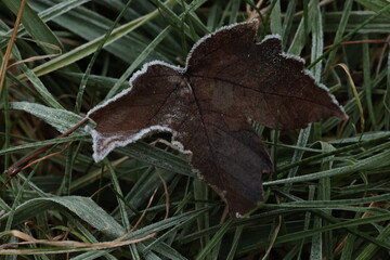 fallen dry maple leaf with frost close up