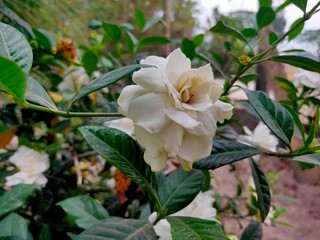 Picture of a white beautiful flower