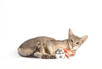 A gray cat of the Oriental Shorthair breed plays with a New Year's toy on a white background.