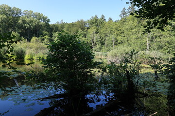 Blick auf den oberen Hartsee in der Gemeinde Gottmadingen in Baden-Württemberg