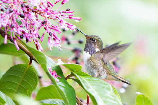 Male Volcano Hummingbird (Selasphorus flammula torridus) feeding on pink flowers in Savegre Valley, Costa Rica