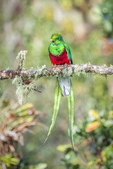 Male Resplendent Quetzal (Pharomachrus mocinno) Perched in Costa Rica
