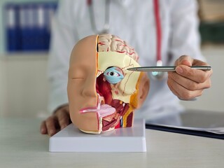 Doctor and the structure of the human head and eye