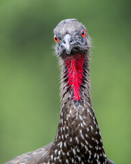 Fierce Portrait of bird Crested Guan (Penelope purpurascens) with Bright Red Eyes