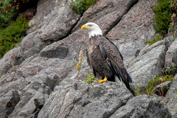 Majestic Bald Eagle (Haliaeetus leucocephalus) in Regal Pose