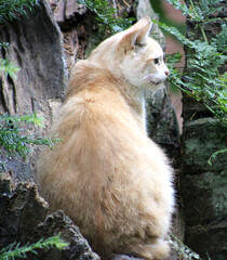 Katze, Wildkatze, beige, Grafenberger Wald, Wildpark