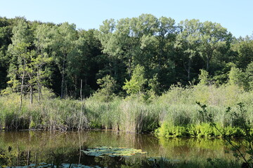 Blick auf den oberen Hartsee in der Gemeinde Gottmadingen in Baden-Württemberg