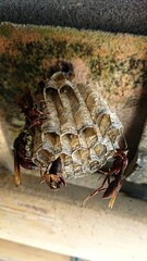 A large eusocial wasp is repairing its nest, against the backdrop of house roof tiles