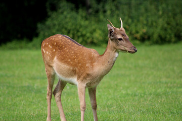 Dammwild, Hirsch, Rehe, Steinbock, Ziege, Grafenberger Wald, Wildpark