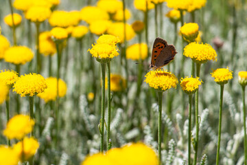 Obraz premium Lycaena phlaeas, the small copper, American copper, or common copper on a Santolina chamaecyparissus flower head, selective focus, blurred background