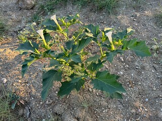 Jimsonweed flower latin name Datura stramonium. Close-up. The hallucinogenic plant jimsonweed, seed capsule also called devil's snare, hell's bells, satan's trumpet, devil apple or Thornapple.

