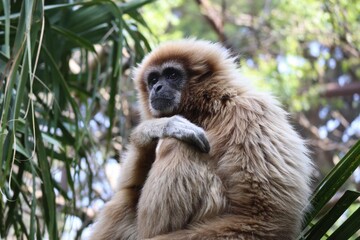 Contemplative Gibbon in a Natural Habitat