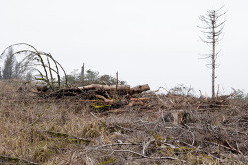 Nach der Borkenkäferinvasion - was bleibt sind zerstörte Wälder und veränderte Landschaften