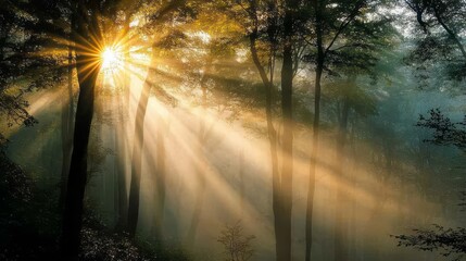 Naklejka premium Sun rays breaking through the canopy of a misty forest at sunrise.