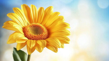 Obraz premium yellow flower in full bloom, isolated against a softly blurred background, symbolizes optimism, joy, renewal, and resilience, drawing focus to its radiant beauty and uplifting energy