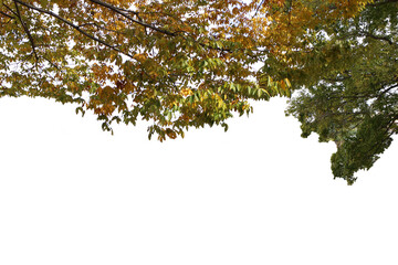 紅葉の木　秋　切り抜き