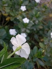 Catharanthus roseus white flower or Periwinkle flower pattern in the garden 