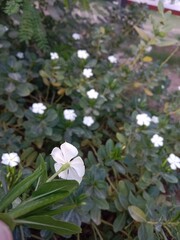 Catharanthus roseus white flower or Periwinkle flower pattern in the garden 