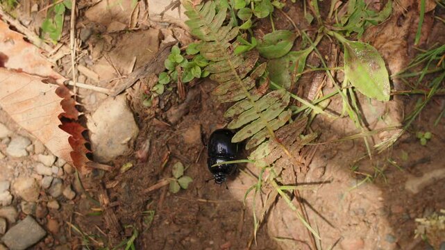 Anoplotrupes stercorosus, the dor beetle, is a species of earth-boring dung beetle belonging to the family Geotrupidae, subfamily Geotrupinae.