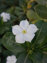 Catharanthus roseus white flower or Periwinkle flower pattern in the garden 