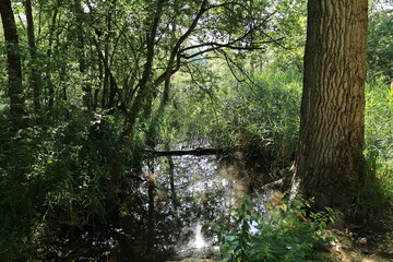 Obraz premium Blick auf den oberen Hartsee in der Gemeinde Gottmadingen in Baden-Württemberg