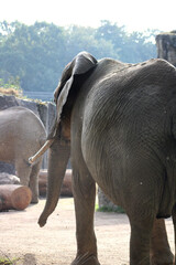 Elefant