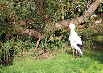 Storch