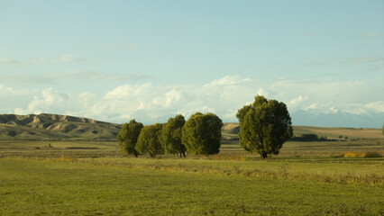 beautiful landscape and meadow in Kyrgyzstan, tree for windbreaks