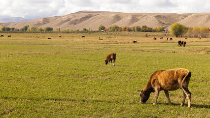 cattle live in meadow of kyrgyzstan