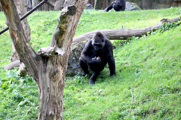 Gorilla, Essen, Zoom Erlebniswelt, Gelsenkirchen