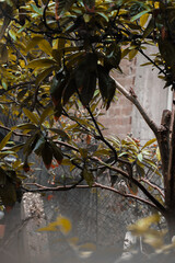 autumn leaves reflected in water