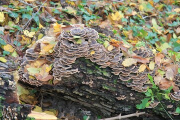 Mushrooms on a fallen tree trunk in the autumn forest
