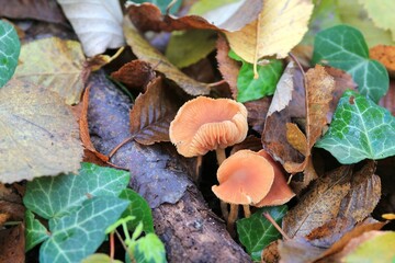 Mushrooms on a fallen tree trunk in the autumn forest
