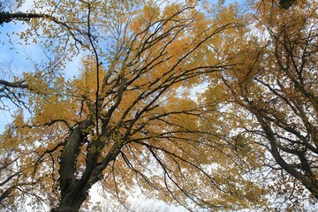 Autumn forest in the vicinity of Varna (Bulgaria)
