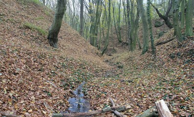 A stream in the autumn forest in the vicinity of Varna (Bulgaria)
