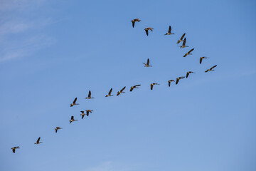 Flock of Geese Flying in V-Formation During Seasonal Migration to Warmer Climates