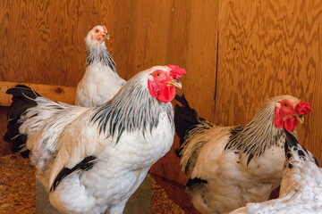 Chicken in a Chicken House – Rural Farm Scene with Poultry