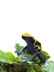 Black and yellow colors dyeing poison dart frog on green plant leaf side view isolated on white