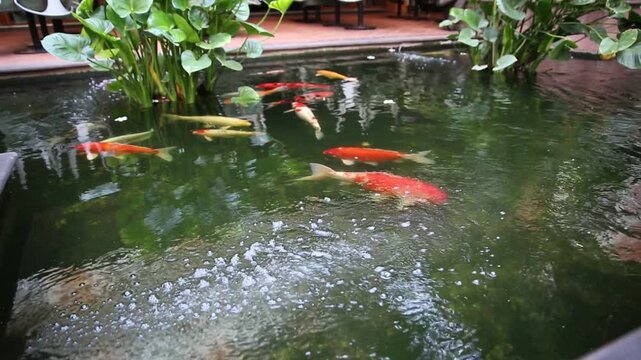 Beautiful multi-colored decorative fishes swimming slowly in the fish pond