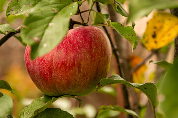 Red ripe September apple on the tree