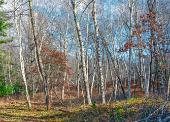 birch tree forest  of the quabbin reservoir